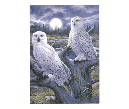 Owls