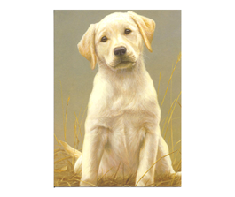 puppy