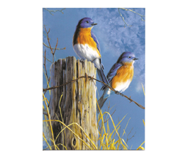 Bluebirds style=