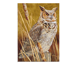 Owl