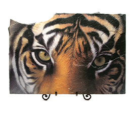 Wildlife